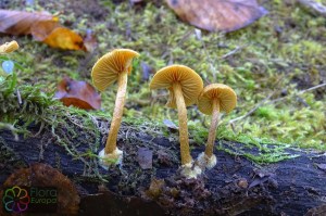 Pholiota subochracea (1).jpg_product_product_product